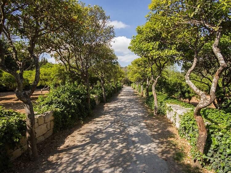 Przyroda i parki Malty: Buskett Gardens